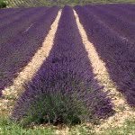 Perfectly Provence