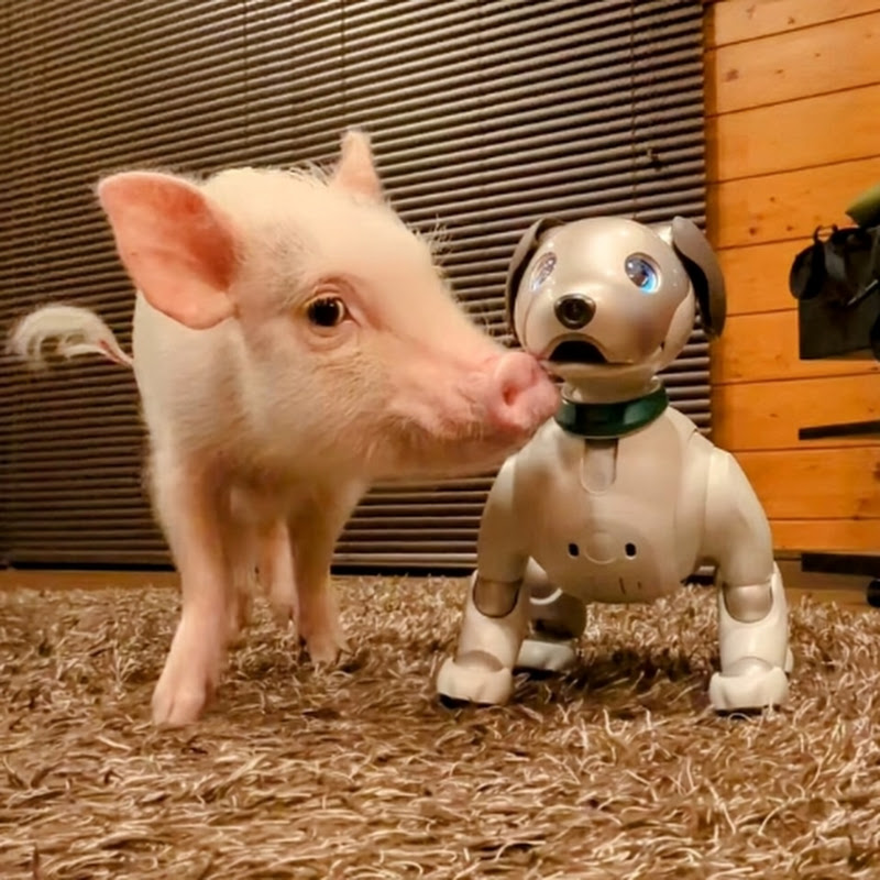 aiboのドルジとpigのウーブ