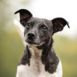 𝙂𝙪𝙪𝙨𝙟𝙚 🐾