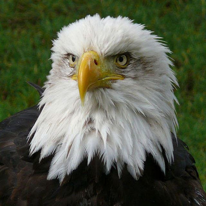 The Eagle Team