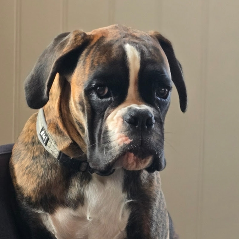 lissthedog