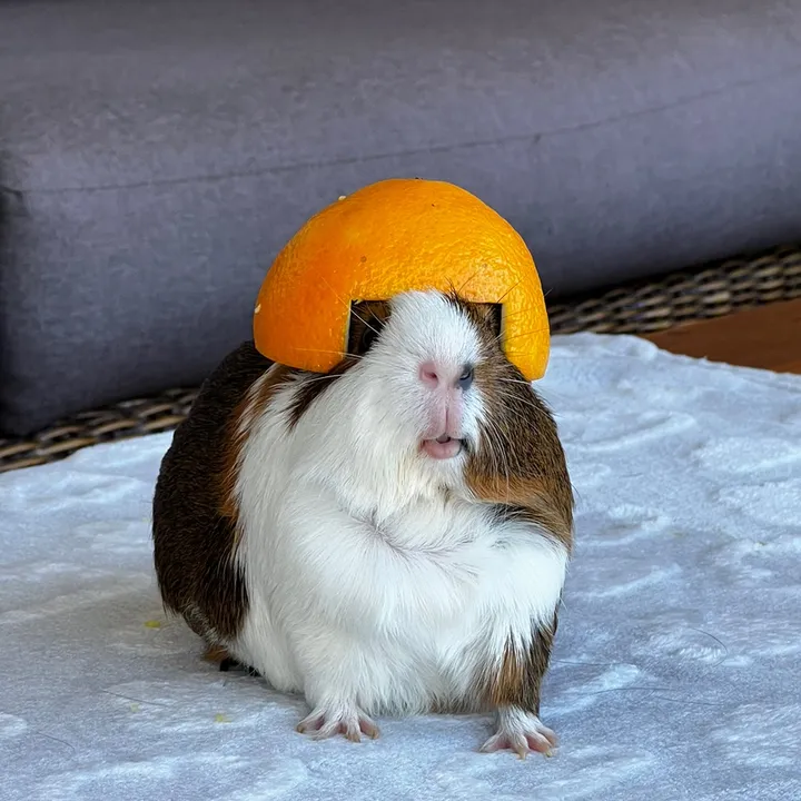 Mac the Piggy