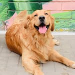 Z I M B A 🦮♥️ | DOG MODEL | ACTOR