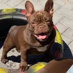 Deluxedarlings French Bulldogs