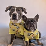 Mr Milo & Mrs Mieschie 🐾