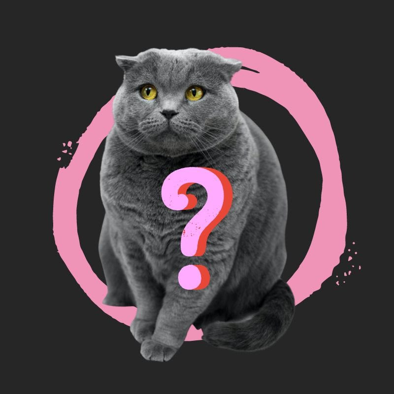 Un gato curioso Resúmenes