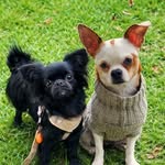 Ada & olive