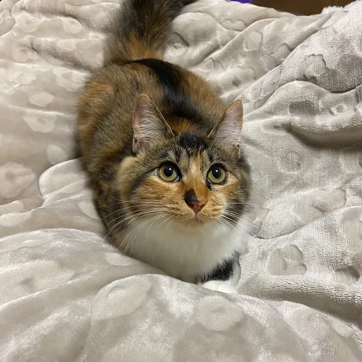 三毛猫もるる