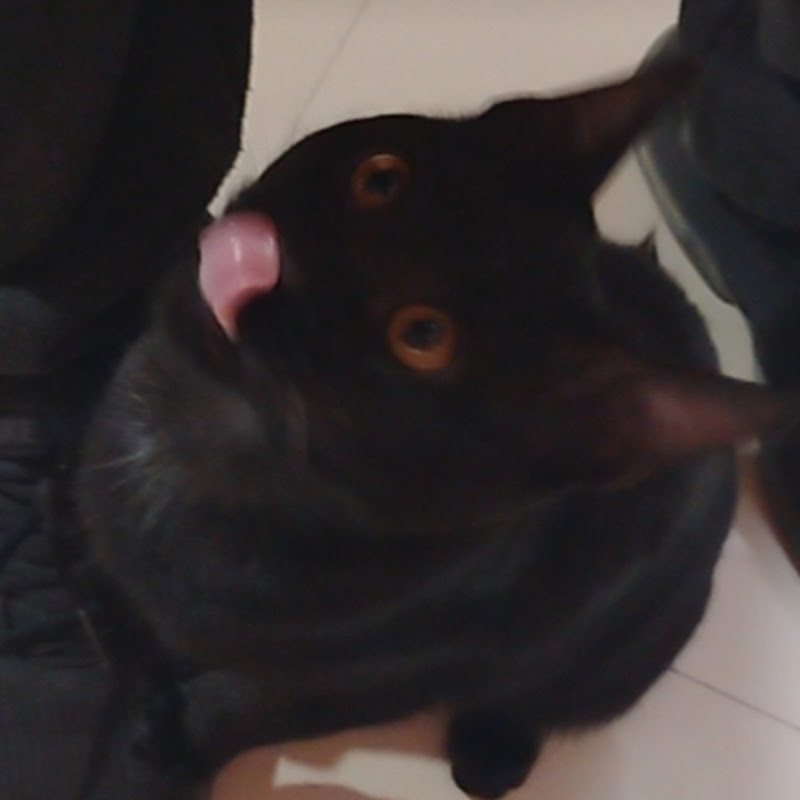 MytomMyCat