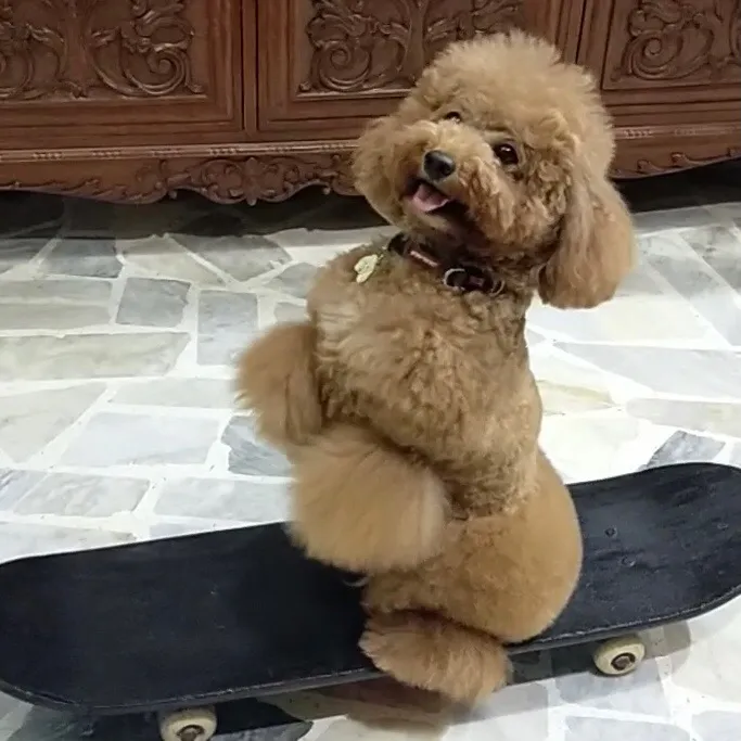 mightymigzthepoodle