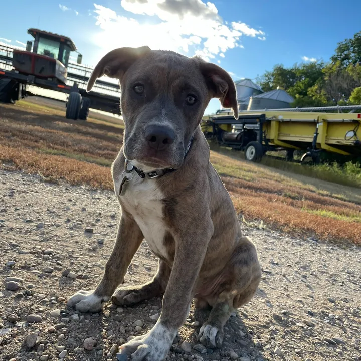 TDog