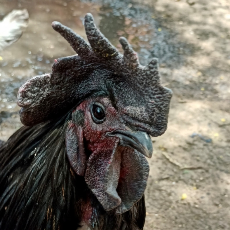 Hen kadaknath 12