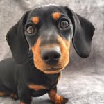 Bellatrix LeSausage 💖👑