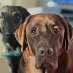 thorthebrownlab_andbalder