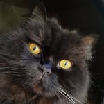Saskia