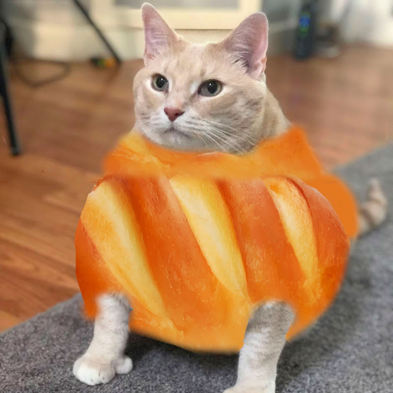 Cat-bread