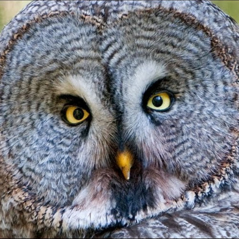 Birds in Norway / Knut fugl   #p1000