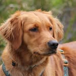 Talesofgolden