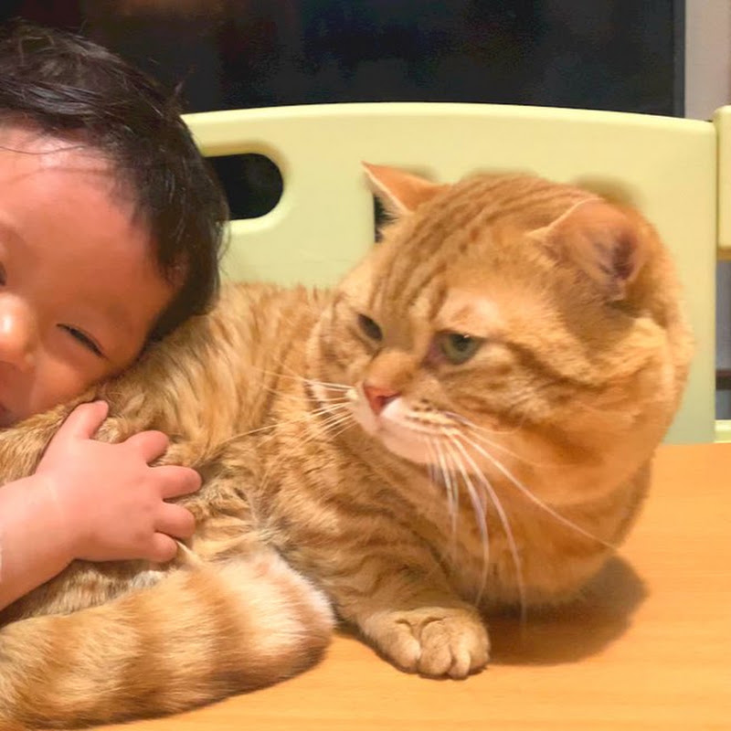 ねこもふファミリー