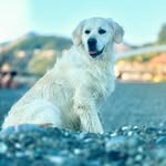 SIMBA_OFFICIAL_2023