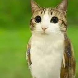 Meowl