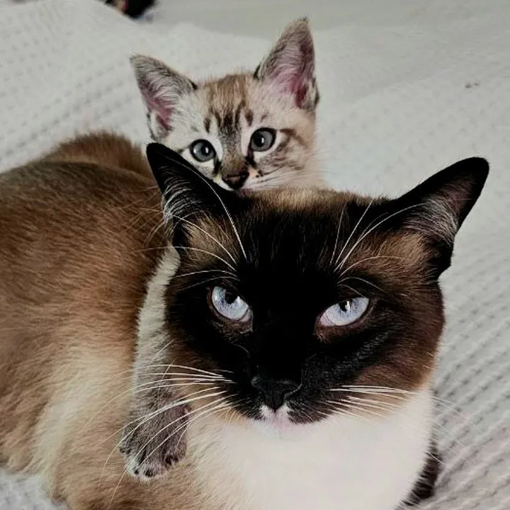 Valmir & Sakura
