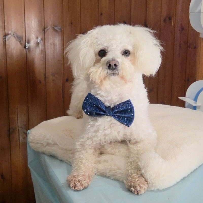Leo Maltese