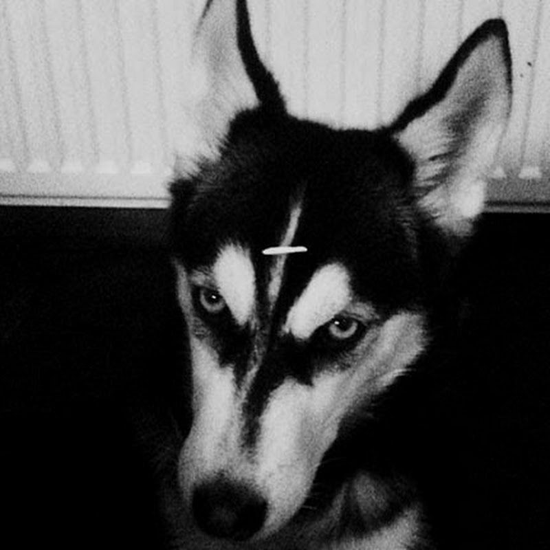Smokerino Huskerino