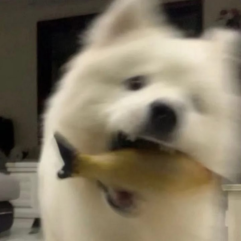 Mucdogs