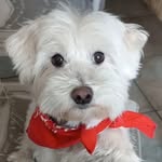 Jule mon Bichon 🐶 et Josy🌸🌺🌸🌺