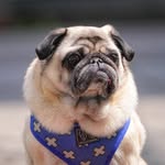 🔵Ted Dutch cross-eyed Pug©️🧸