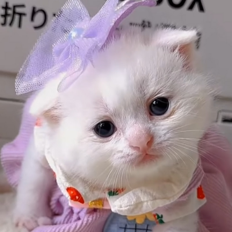 Curiosidades Cães e Gatos
