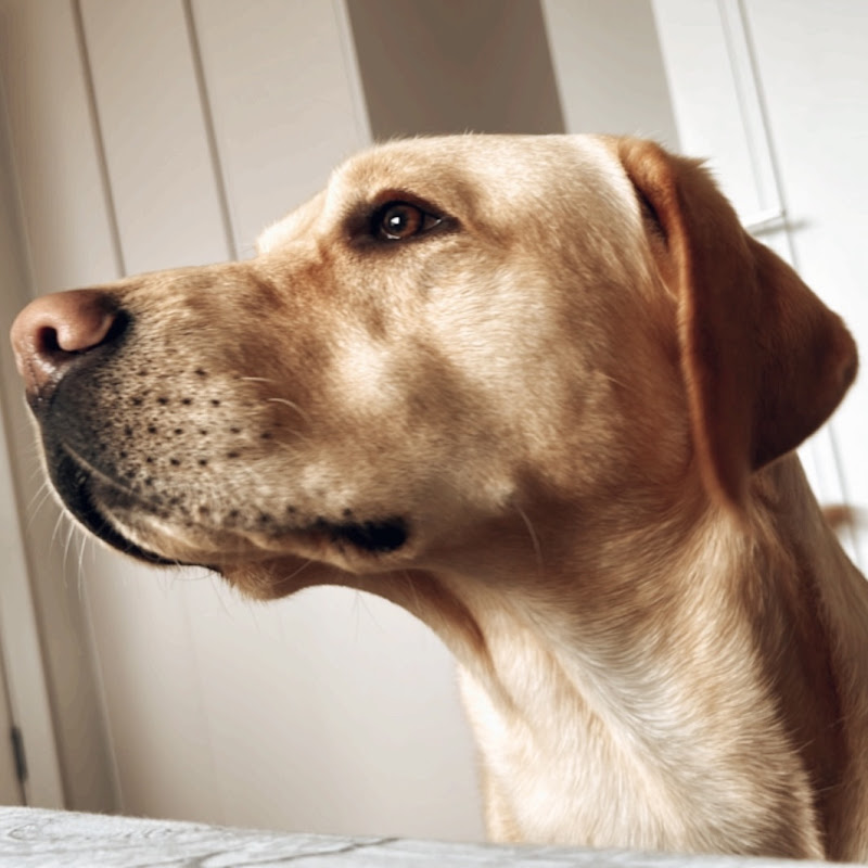 SIMBA - The Wiggy Wagger