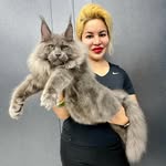 Maine Coon Malaysia