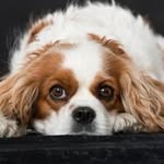 Cavalier