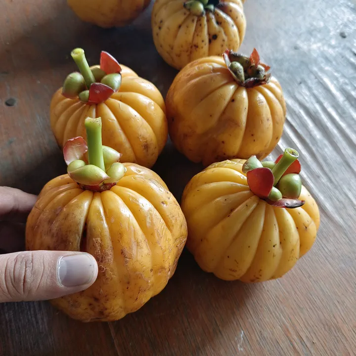 JCagrochia