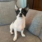 Pancho the Chi