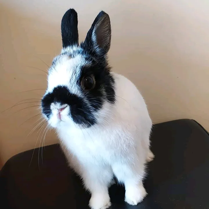Maria The Netherland Dwarf