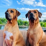 Kito & Moyo Dog Influencers l UGC Creators