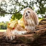 ABella Shihtzu
