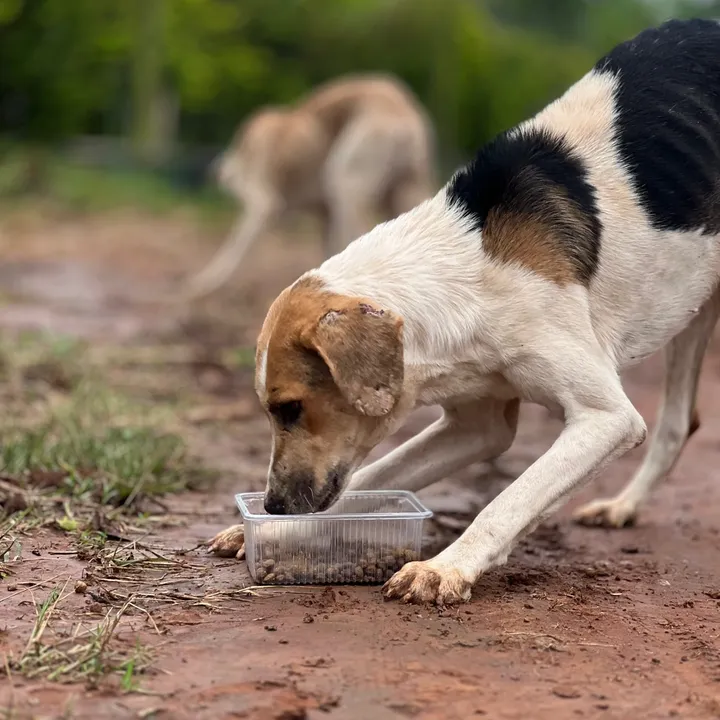 FreedomAnimalRescue