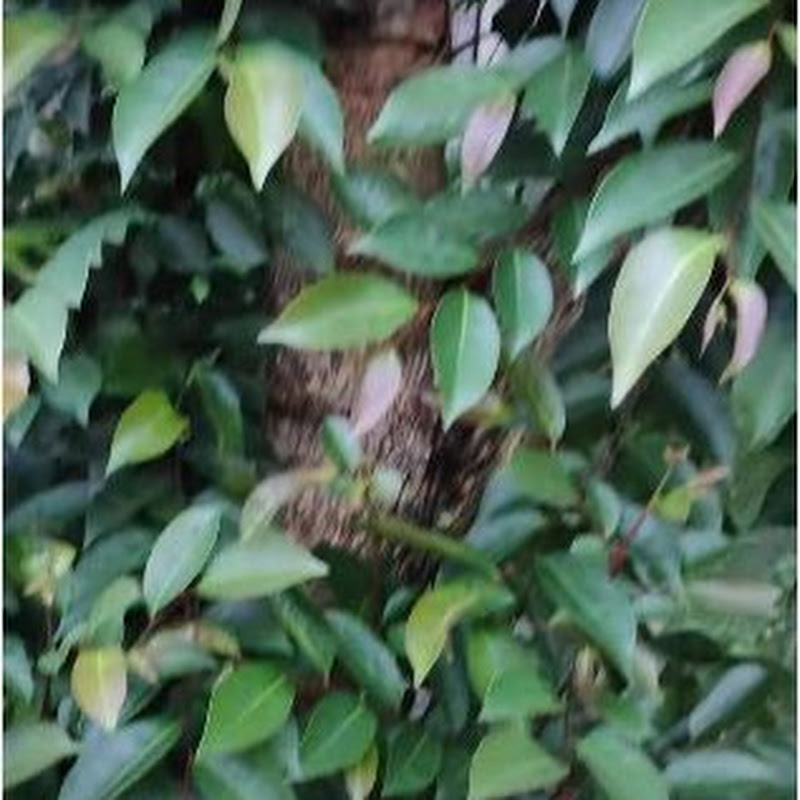 植物 葉綠素生技 Plant @arithai.com(nanliao)