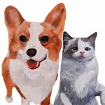 柯基莎莉 & 布偶小奈🐶🐱