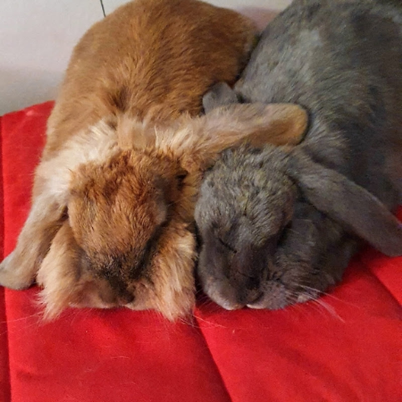 Fluffy& Nonnie