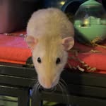Small n Furry Rescue