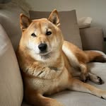 Pako Shiba Inu