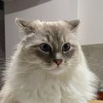 Melvin | Catfluencer 🐾