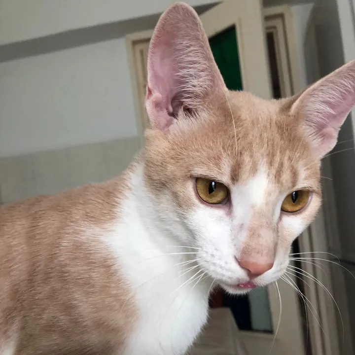 Adam the tomcat