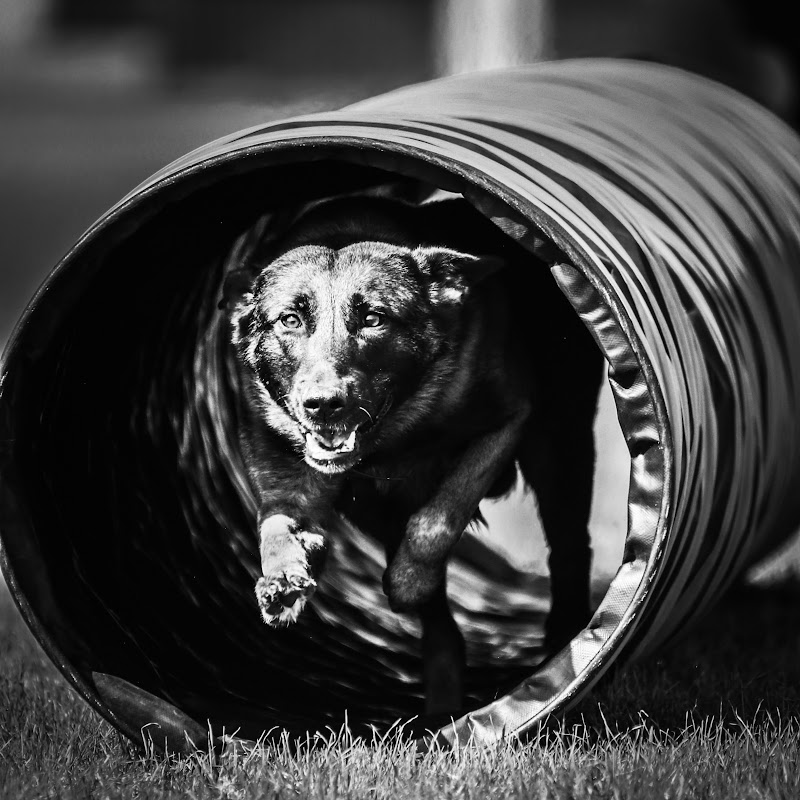 Our Protection Dogs