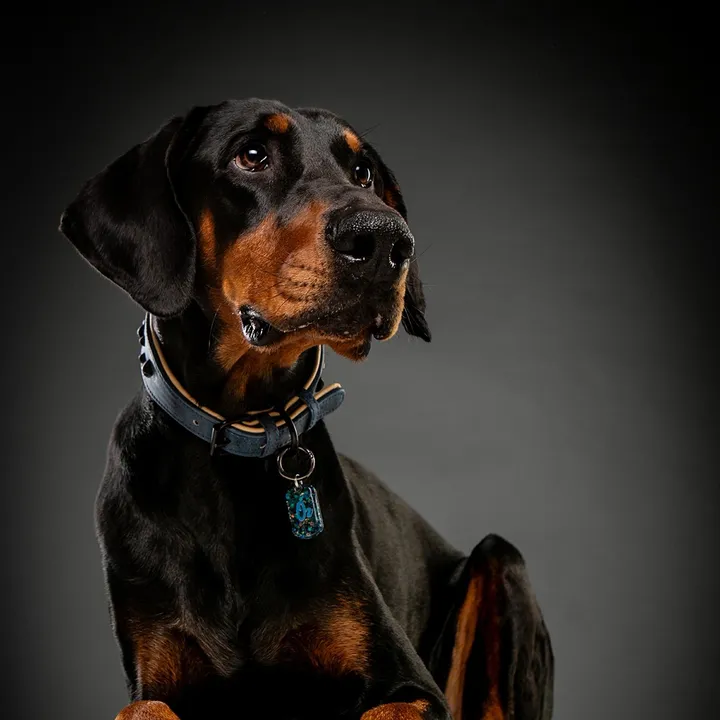 Gee | All About Dogs🤎